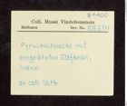 Etikett zu Pyrulaschnecke (NHMW-ZOO-MO-0081100-ETH-109)